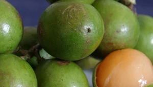 Ten owoc wzmacnia odporność jak plaster. Polacy jeszcze go nie znają