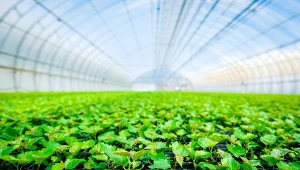 Ogrodnik szklarniowy to obecnie multidyscypilnarny specjalista” mówi Michał Ptaszek z JMP Flowers