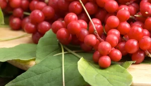 Cytryniec chiński jest wykorzystywany od tysięcy lat. Sprawdzamy, jakie właściwości mu się przypisuje