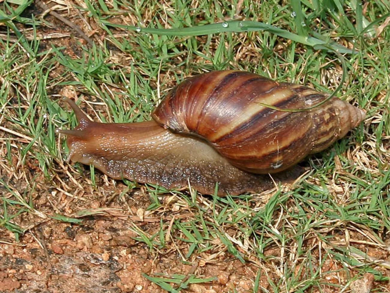 Achatina fulica