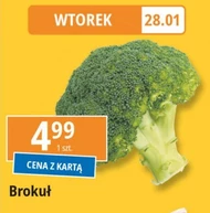 Brokuł