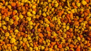 Jak stosować pyłek pszczeli?