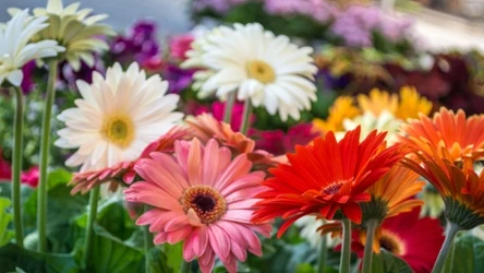 Kiedy jest najlepszy czas na wysiew gerber? 