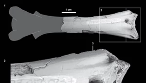 Pogryziony pterozaur. Niezwykła skamieniałość sprzed 76 milionów lat 
