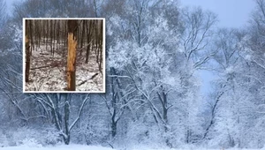 Na drzewach pojawiają się dziwne ślady, ale to nie bobry. Leśnicy tłumaczą