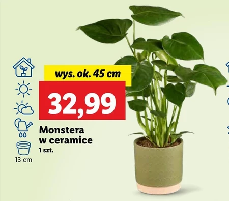 Monstera Ok.