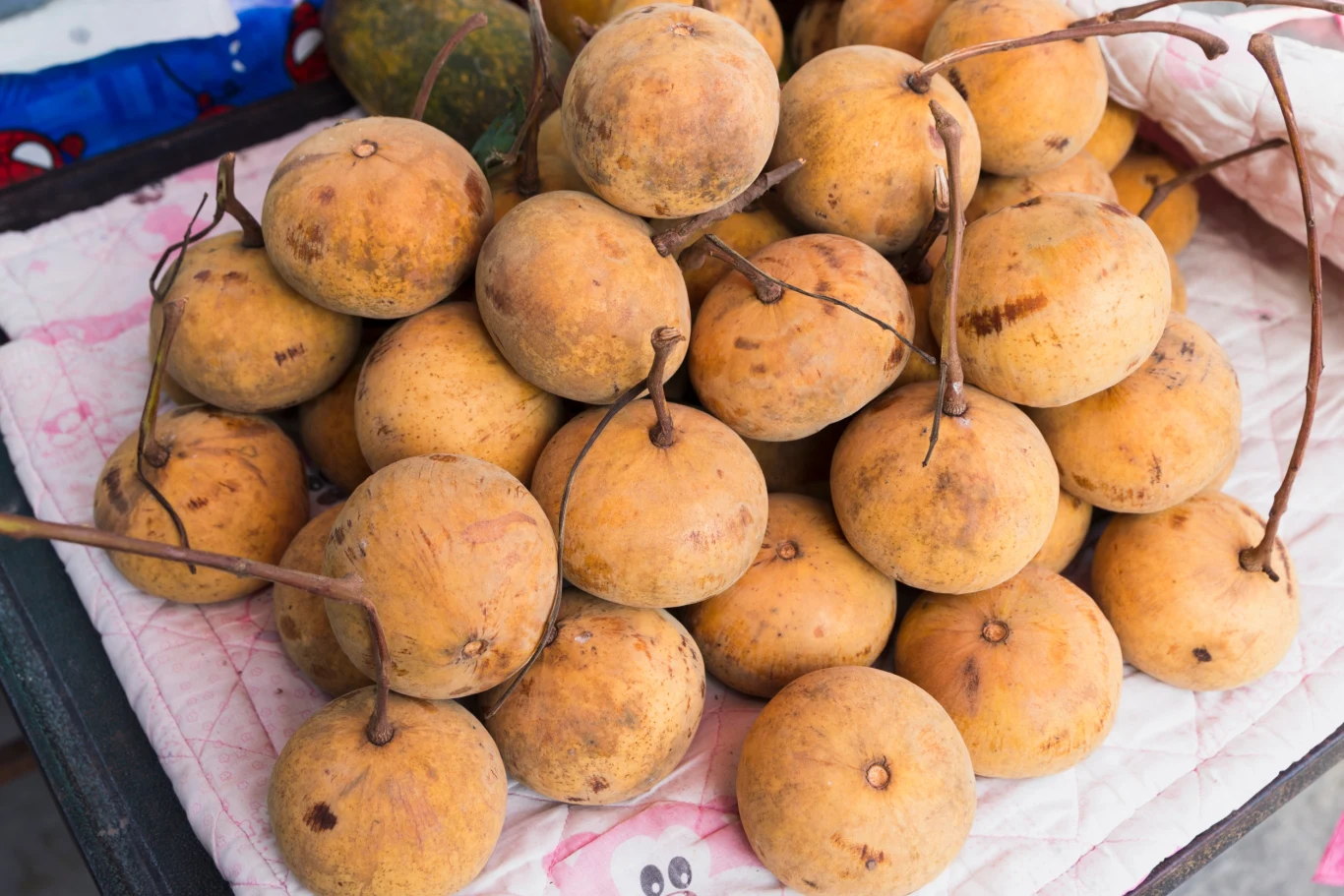 Sapodilla (Manilkara zapota) to egzotyczny owoc, który nie jest jeszcze popularny w Polsce Sapodilla (Manilkara zapota) to egzotyczny owoc, który nie jest jeszcze popularny w Polsce