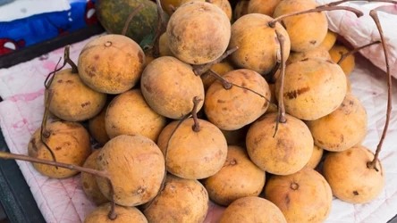 Sapodilla (Manilkara zapota) to egzotyczny owoc, który nie jest jeszcze popularny w Polsce