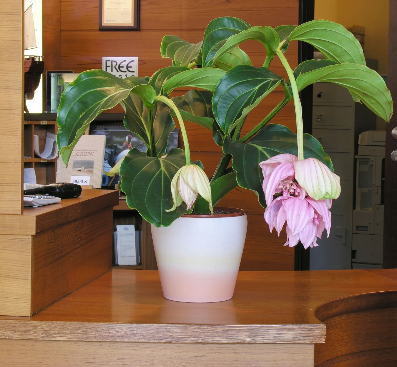 Medinilla to egzotyczny kwiat o wyjątkowym wyglądzie. Co wiadomo na jego temat? 