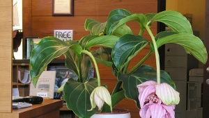 Kwitnie piękniej od storczyka. Ta roślina będzie hitem 2025 roku 