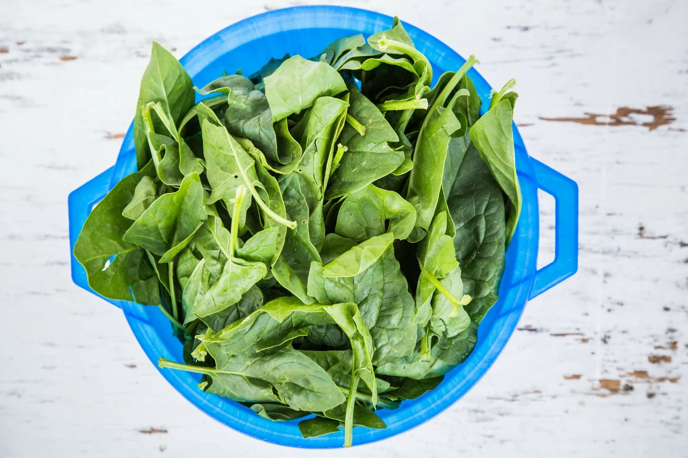 Szpinak nazywany jest zielonym złotem. Od wieków ceniony jest za swoje wyjątkowe właściwości. 