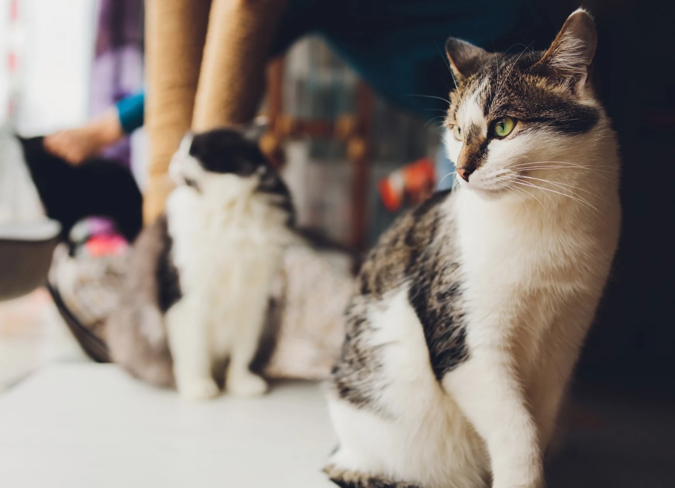 Spróbujesz zdobyć komplet punktów? Spróbujesz zdobyć komplet punktów?