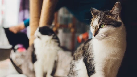 Spróbujesz zdobyć komplet punktów?