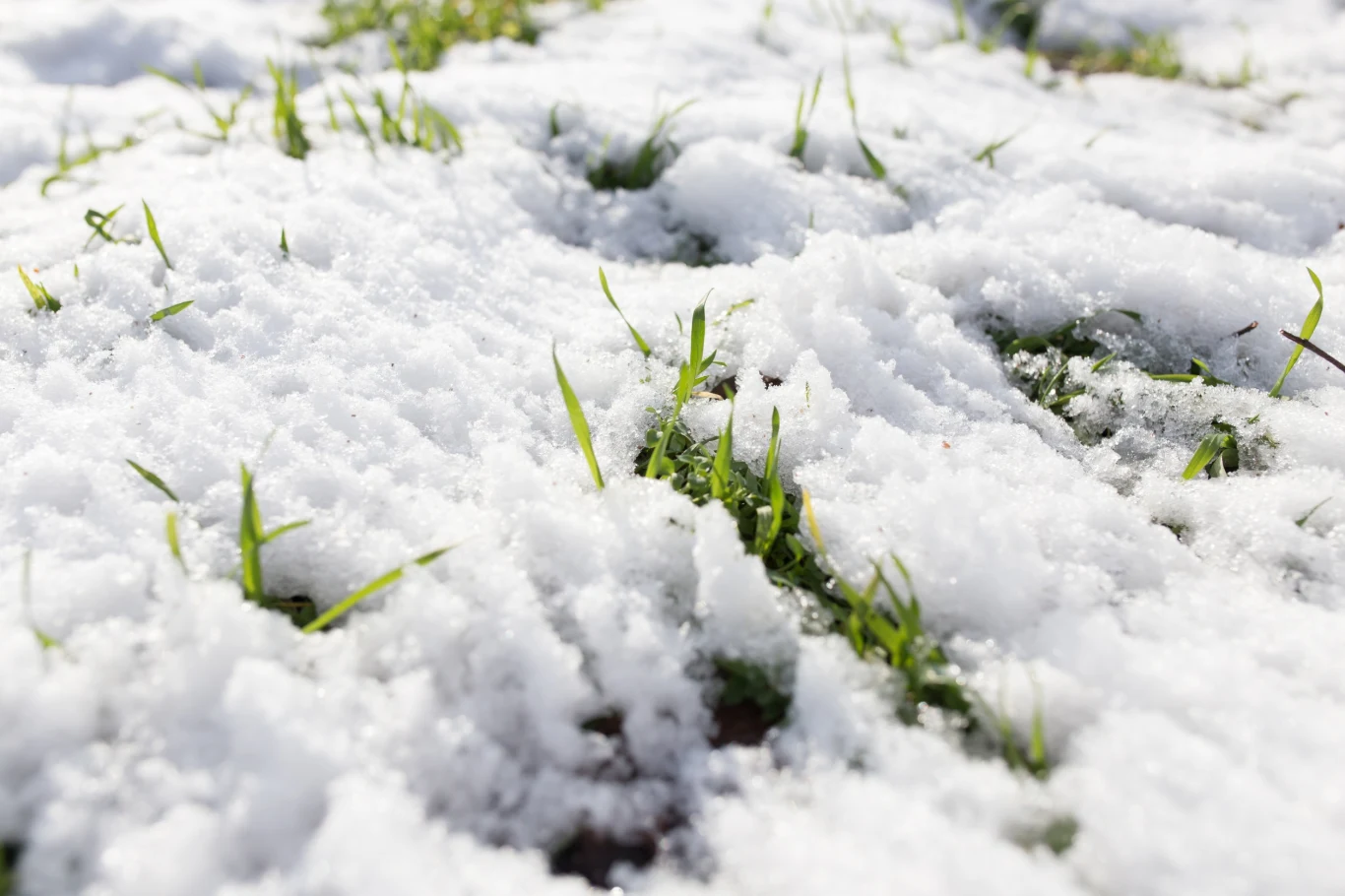 O trawnik warto zadbać również zimą. Prosty zabieg sprawi, że zachwyci wiosną O trawnik warto zadbać również zimą. Prosty zabieg sprawi, że zachwyci wiosną