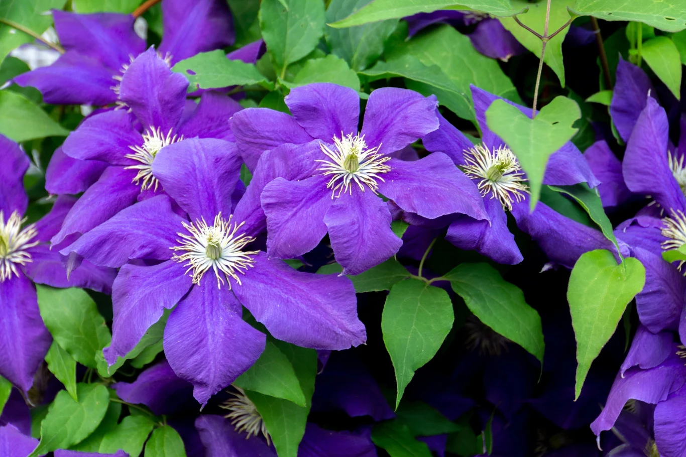 Powojniki w ogrodzie zachwycają różnorodnością kolorów. Clematisy są różowe, fioletowe, a nawet żółte czy niebieskie Powojniki w ogrodzie zachwycają różnorodnością kolorów. Clematisy są różowe, fioletowe, a nawet żółte czy niebieskie
