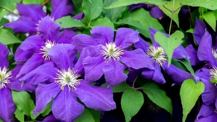 Powojniki w ogrodzie zachwycają różnorodnością kolorów. Clematisy są różowe, fioletowe, a nawet żółte czy niebieskie