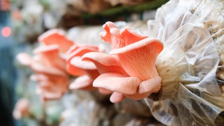 Boczniak różowy to grzyby o nietypowym kolorze, który jest zdrowy i niskokaloryczny. 