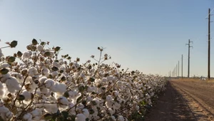 Na plantacjach bawełny cały czas trwa niewolnictwo dzieci. Szokujący raport