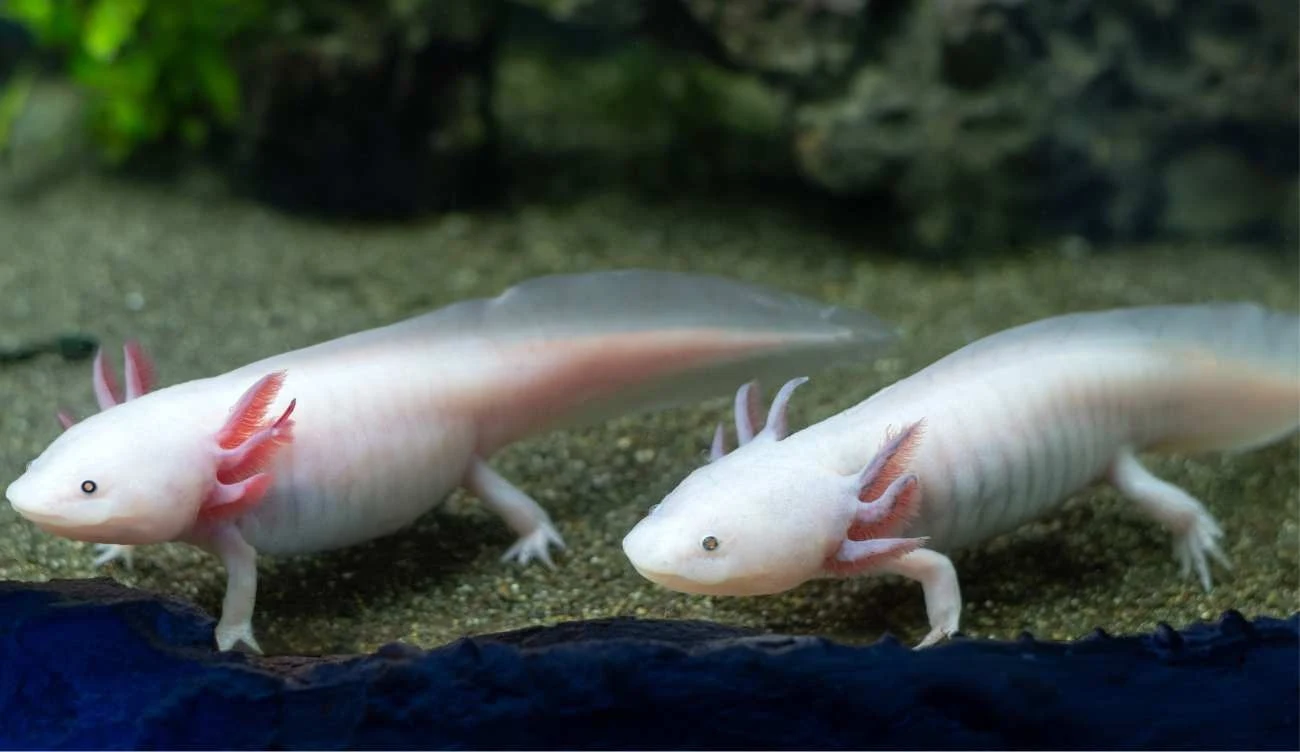 Płaz ma niezwykłe właściwości regeneracyjne