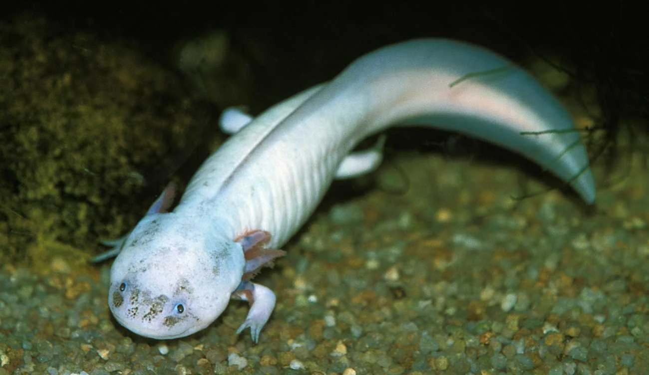 Aztekowie czcili aksolotla 