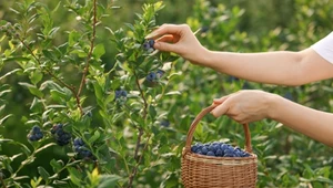 Zrób jeszcze w lutym. Latem gałązki borówki będą uginać się od owoców