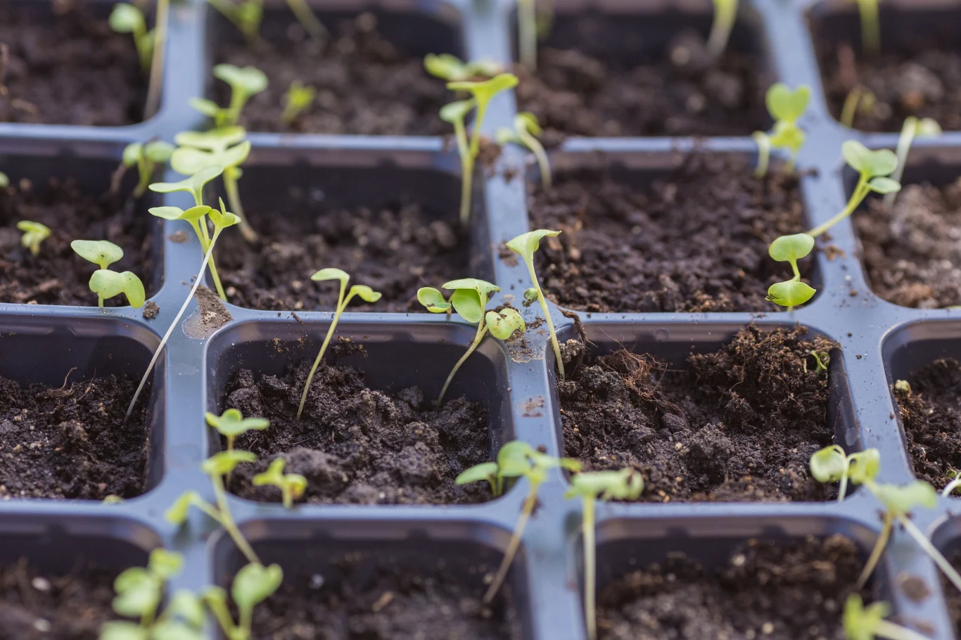 Niektóre warzywa można wysiewać w lutym np. na rozsady. Niektóre warzywa można wysiewać w lutym np. na rozsady.