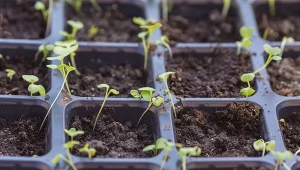 Te warzywa wysiej w lutym. Tak zrobisz to poprawnie