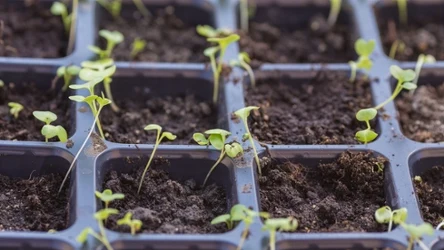 Niektóre warzywa można wysiewać w lutym np. na rozsady. 