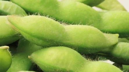 Fasola edamame może zastąpić produkty mięsne w diecie, bo zawiera dużo białka