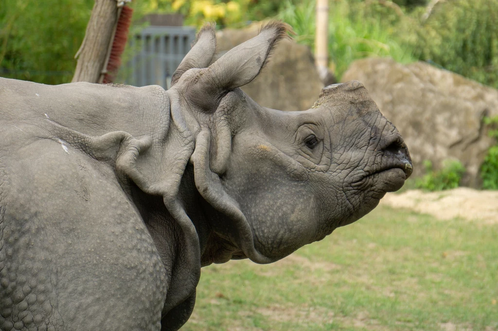 Warszawskie zoo pożegnało nosorożca indyjskiego 