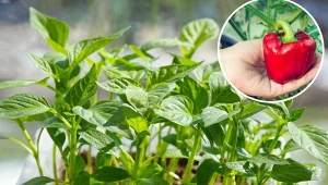 Babcia sieje paprykę tylko w tym terminie. Zawsze ma największe plony