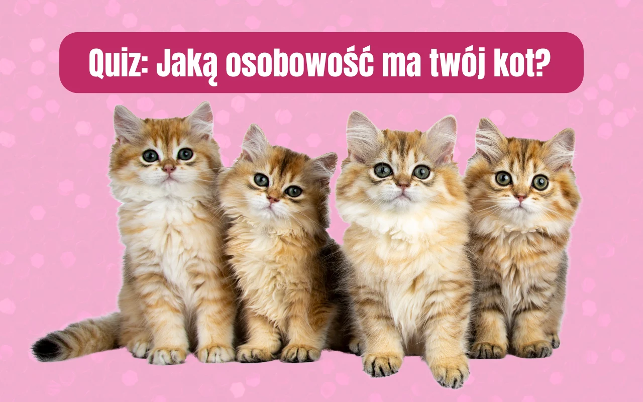 Quiz: Jaką duszę ma twój kot? Odpowiedz na proste pytania Quiz: Jaką duszę ma twój kot? Odpowiedz na proste pytania