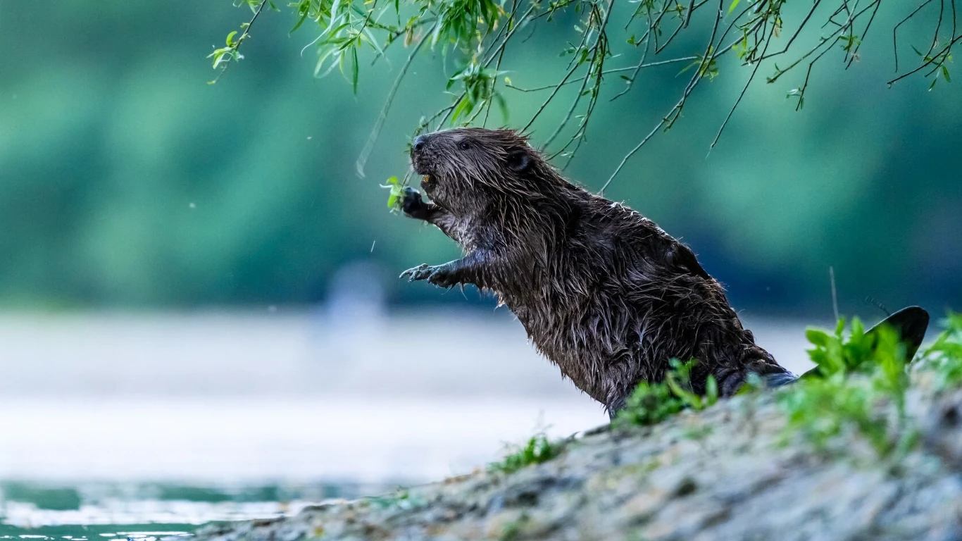 Bobry są świetnymi inżynierami. Budują tamy, dzięki którym tworzą się bagna i mokradła