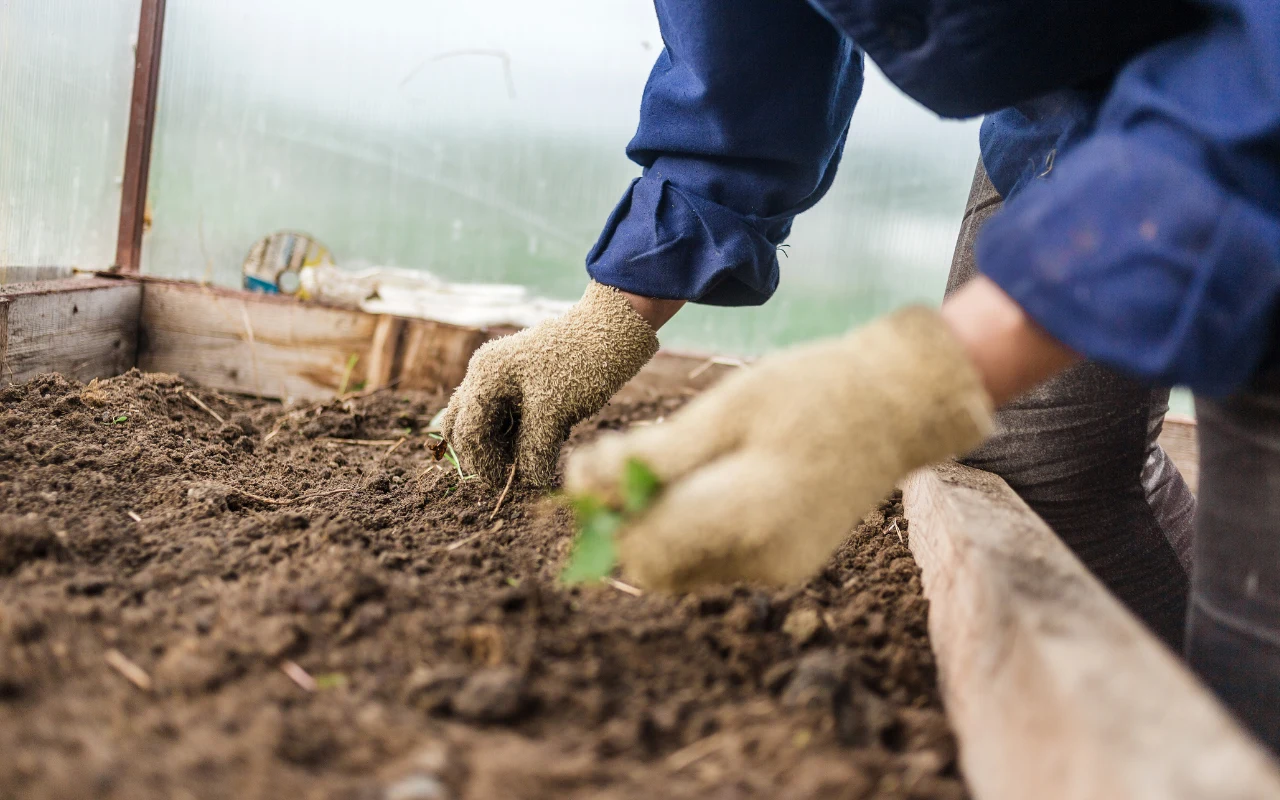 Co warto siać w lutym?