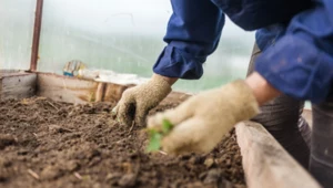 Gratka dla miłośników ogrodnictwa. Ekspert wyjaśnia, czym jest ''winter sowing'' oraz co warto siać w lutym