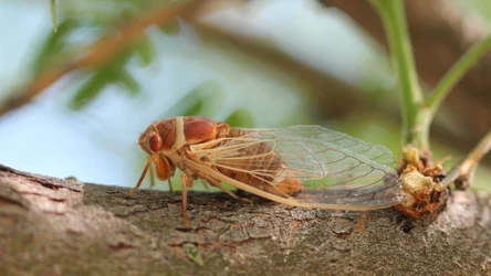 Skrzydła cykady mają właściwości antybakteryjne. Naukowcy sprawdzają, jak mogą wykorzystać je w medycynie