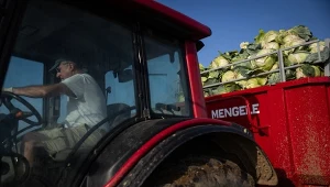 Producenci kapusty w kryzysie. Warzywa z tego kraju zalewają Polskę