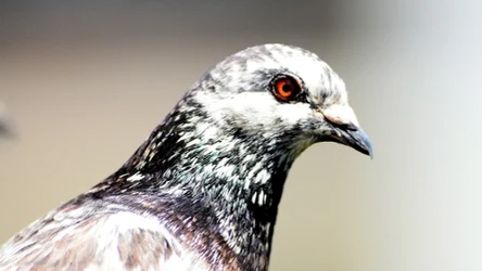 Czy ptaki takie jak gołąb, mogą być nazywane dinozaurami?