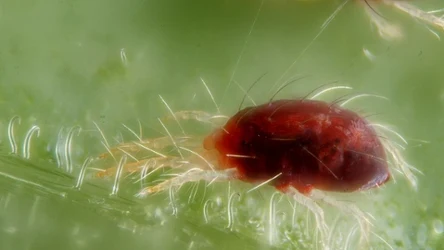 Przędziorki doprowadziły do ​​ogromnych strat w plonach w północno-zachodniej Libii.