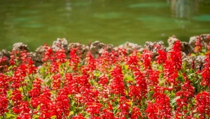 Szałwia to wymagająca roślina. Odpowiednia pielęgnacja sprawi, że będzie zachwycać wyglądem