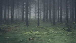 Tajemnicze zjawiska w polskich lasach. "Boję się, co za ogromne pazury"