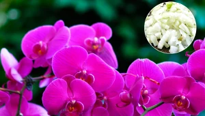 Storczyk dawno nie kwitł? Zafunduj mu kąpiel z tym warzywem