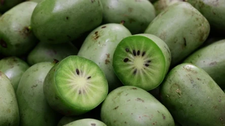 Owoce minikiwi charakteryzują się wysoką zawartością witaminy C, której stężenie bywa wyższe niż w klasycznym kiwi i cytrusach.