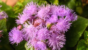 Bajecznych kwiatów pozazdrości ci cała wioska. Wysiej je w lutym, a będą kwitły do jesieni