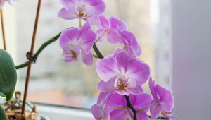 Gdy storczyk nie chce kwitnąć, pomyśl o zmianie miejsca. Tu będzie mu najlepiej