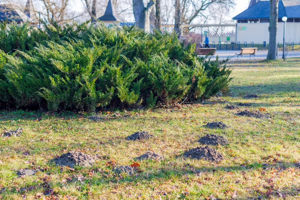 Jak pozbyć się kretów? Prosty zabieg zastosuj już w lutym