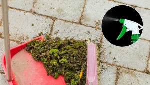 Zrób to z kostką brukową w lutym. Do wiosny cały mech zniknie