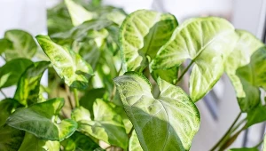 Nowa królowa parapetów zastąpi monsterę? Kwiaciarka zdradza, jak o nią dbać