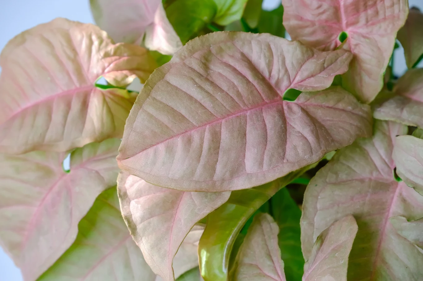 Syngonium Neon Robusta pięknie zdobi wnętrza lekko różowymi liśćmi. 