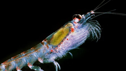 Kryl antarktyczny Euphausia superba jest ważną częścią w ekosystemie Oceanu Południowego.